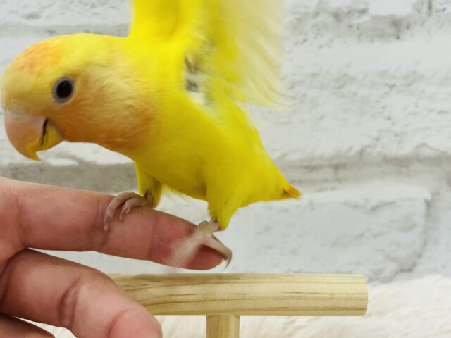 コザクラインコ（小桜インコ）