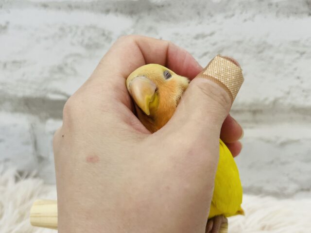 コザクラインコ（小桜インコ）