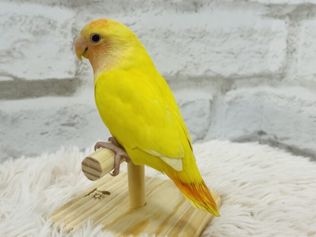 コザクラインコ（小桜インコ）