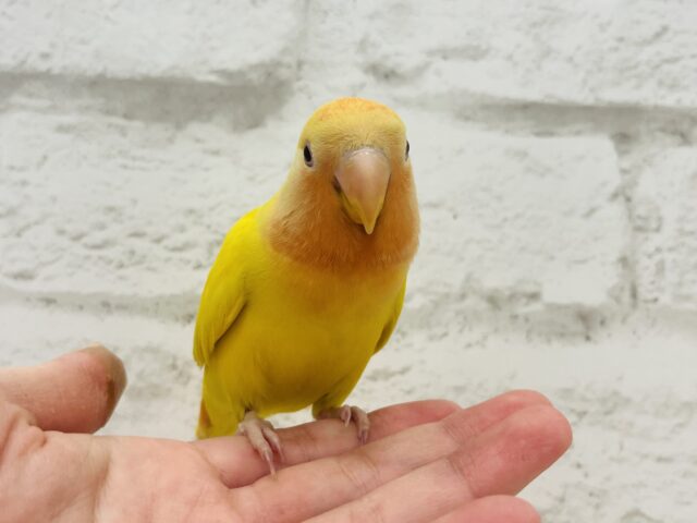 コザクラインコ（小桜インコ）