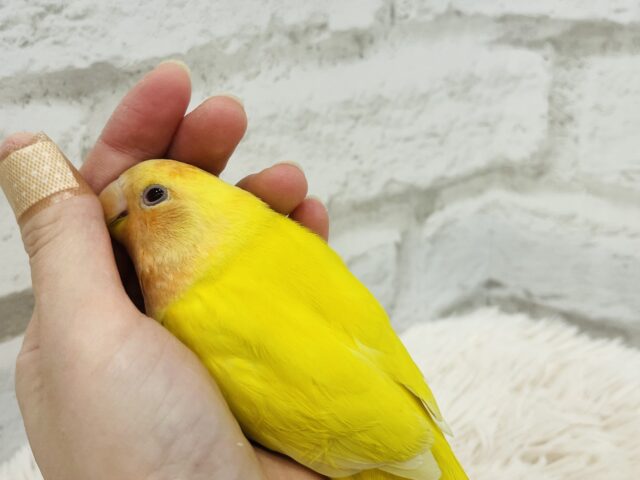 コザクラインコ（小桜インコ）