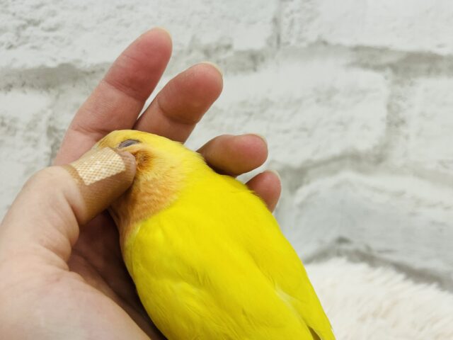 コザクラインコ（小桜インコ）