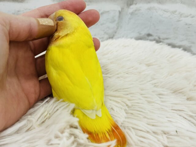 コザクラインコ（小桜インコ）