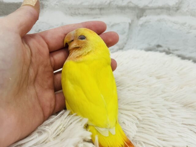 コザクラインコ（小桜インコ）