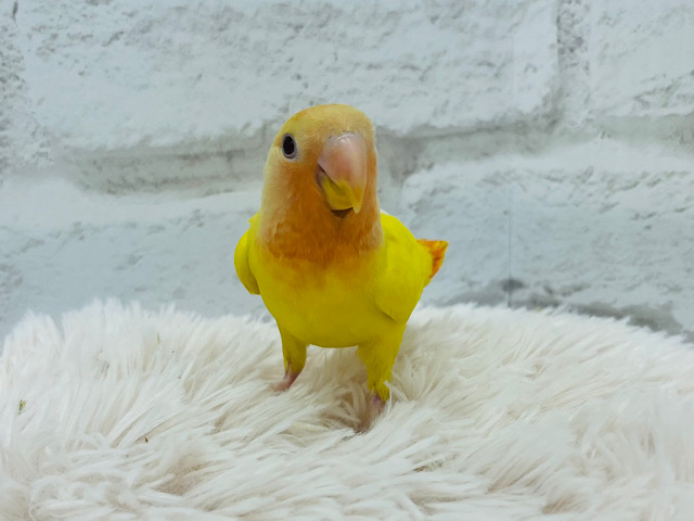 コザクラインコ（小桜インコ）