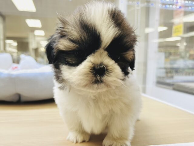 かわいいが止まらない♡もふもふシーズーくん♫ シーズー