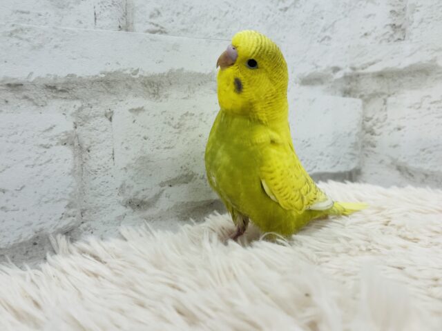 ジャンボセキセイインコ