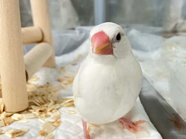 ✨最新画像✨グレーのほわっとが素敵でしょ~~?🩶白文鳥(2024年11月生まれ) 白文鳥