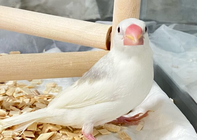 ✨最新画像✨グレーのほわっとが素敵でしょ~~?🩶白文鳥(2024年11月生まれ) 白文鳥