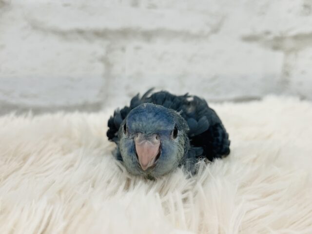 サザナミインコ