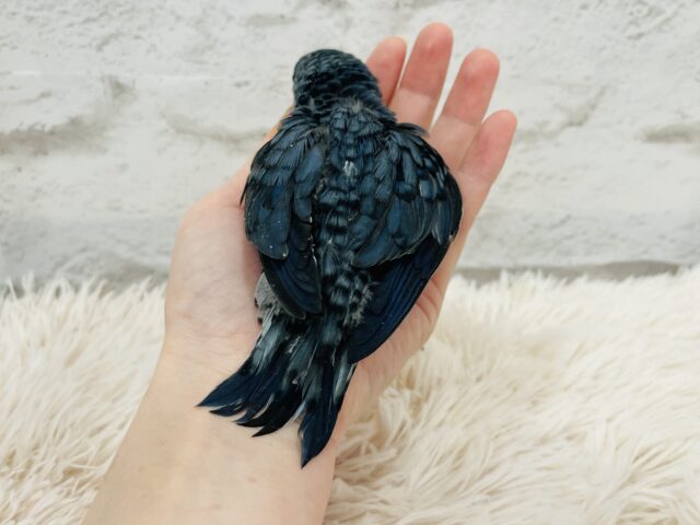 サザナミインコ