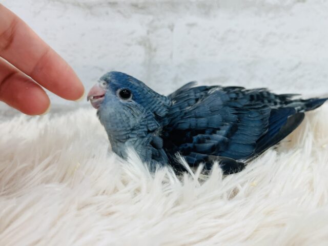 サザナミインコ