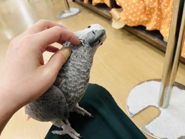 ヨウム