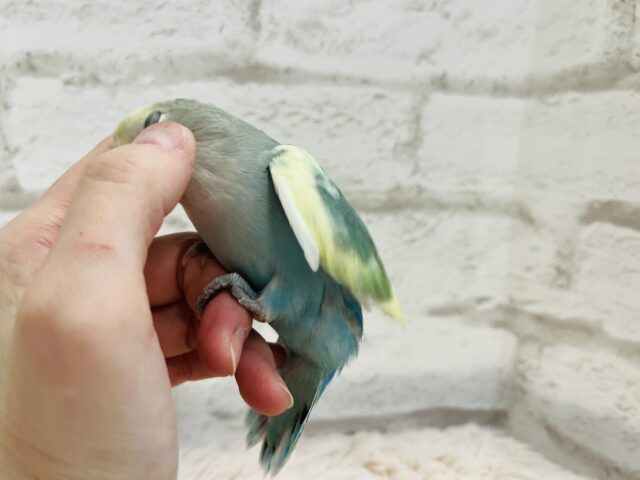 コザクラインコ（小桜インコ）