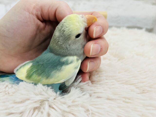 コザクラインコ（小桜インコ）