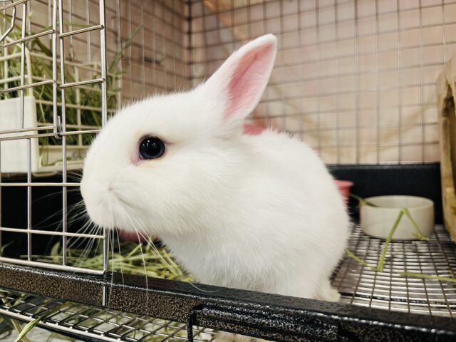 ネザーランドドワーフ