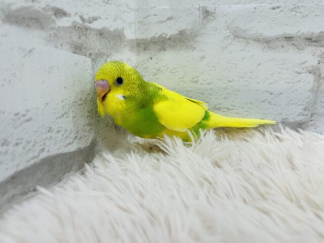 セキセイインコ