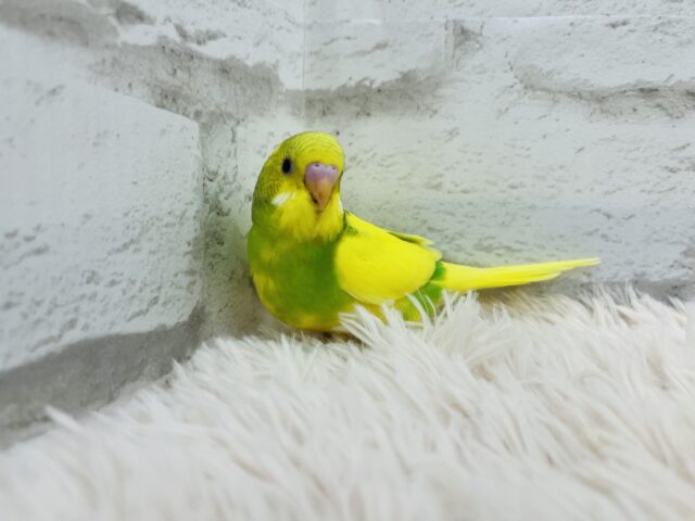 セキセイインコ