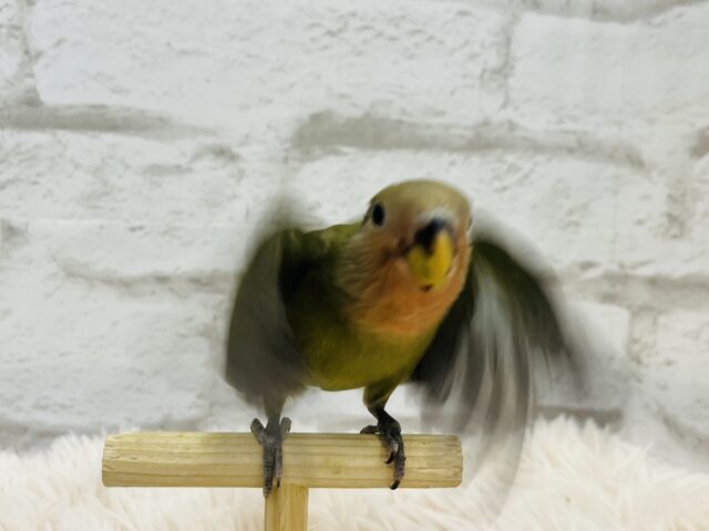 コザクラインコ（小桜インコ）