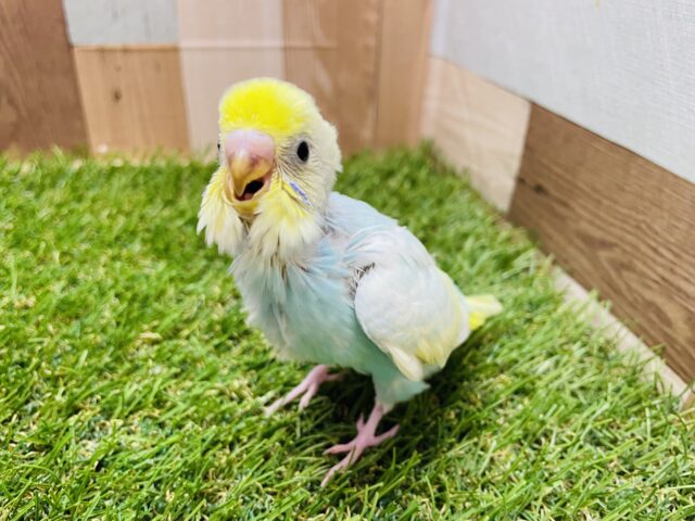 セキセイインコ