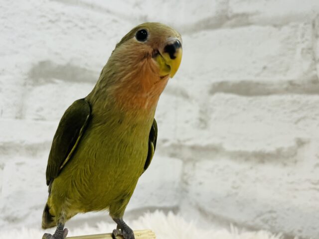 コザクラインコ（小桜インコ）