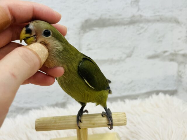 コザクラインコ（小桜インコ）