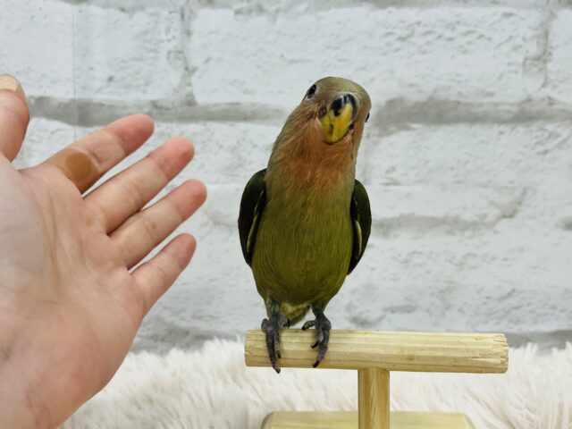 コザクラインコ（小桜インコ）