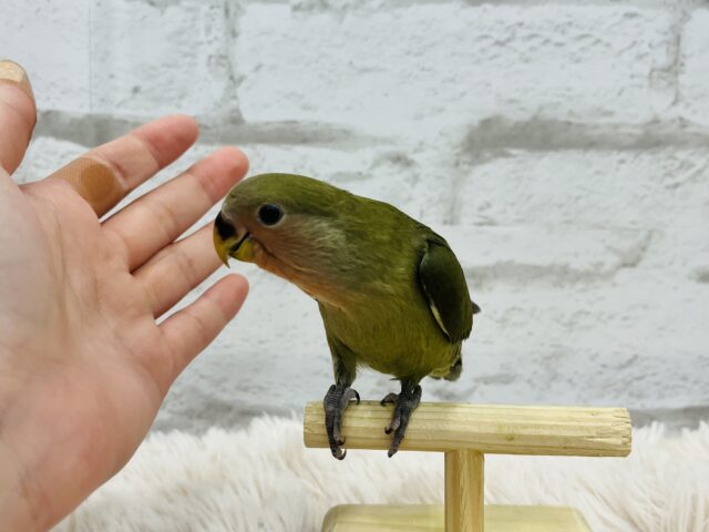 コザクラインコ（小桜インコ）