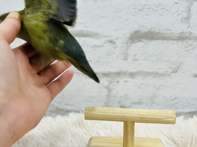 コザクラインコ（小桜インコ）