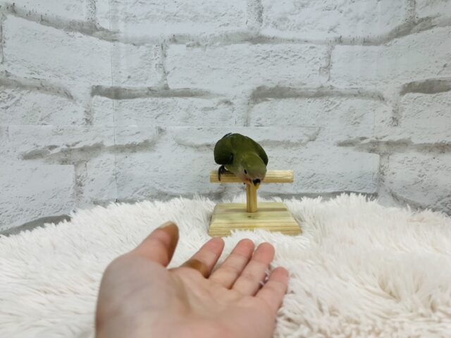 コザクラインコ（小桜インコ）