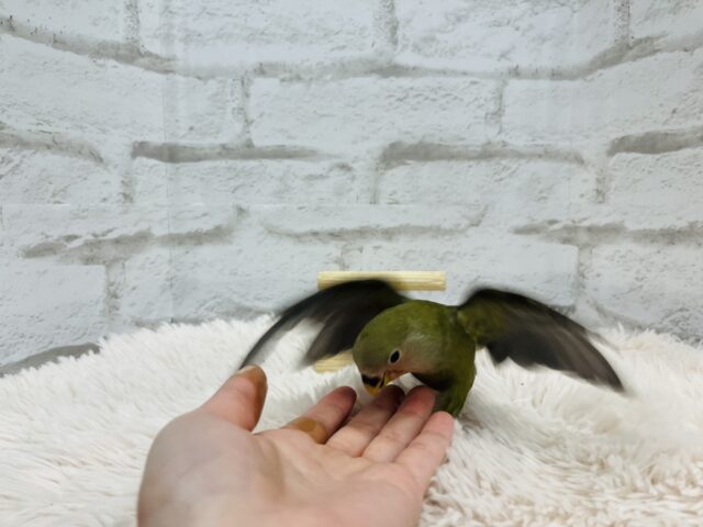 コザクラインコ（小桜インコ）