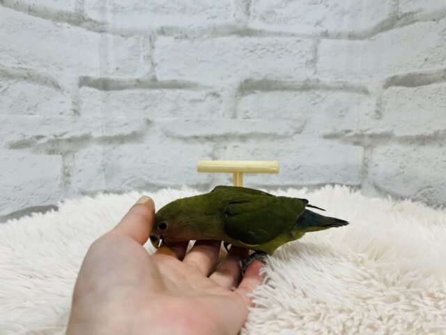コザクラインコ（小桜インコ）