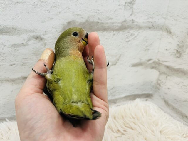 コザクラインコ（小桜インコ）