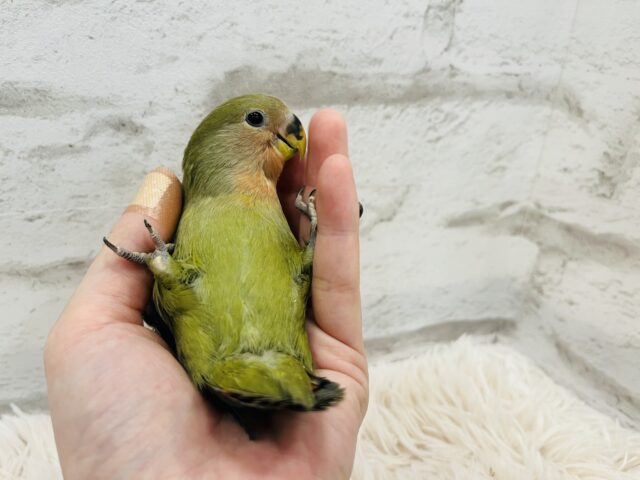 コザクラインコ（小桜インコ）
