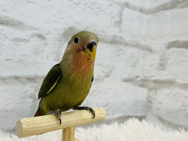 コザクラインコ（小桜インコ）