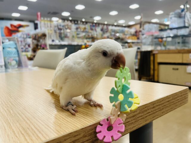 オキナインコ