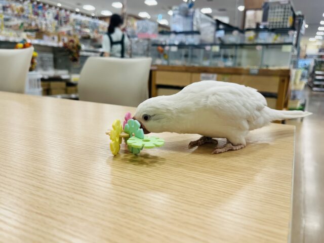 オキナインコ