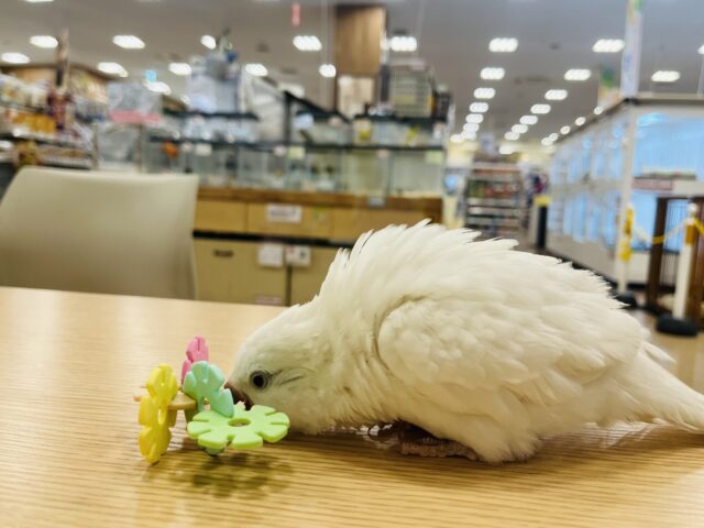 オキナインコ