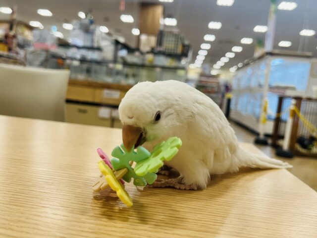 オキナインコ