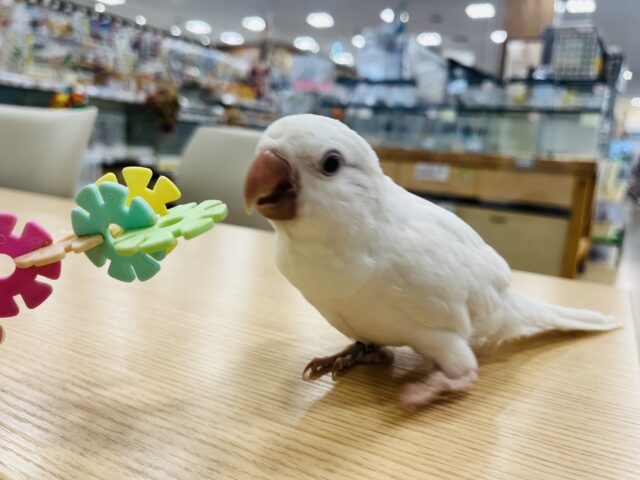 オキナインコ