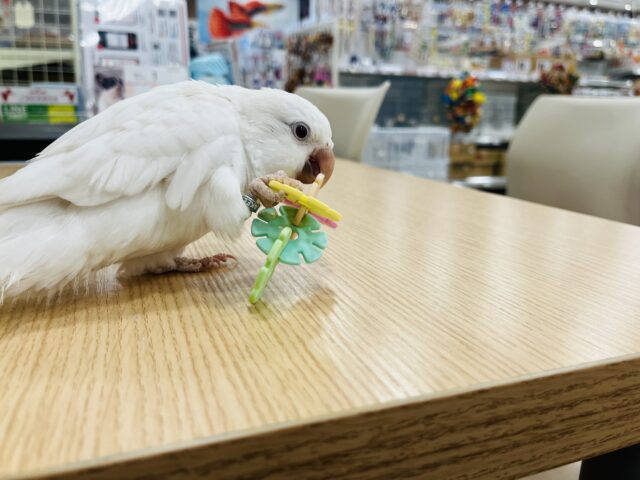 オキナインコ