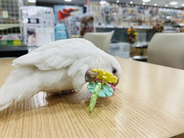 オキナインコ