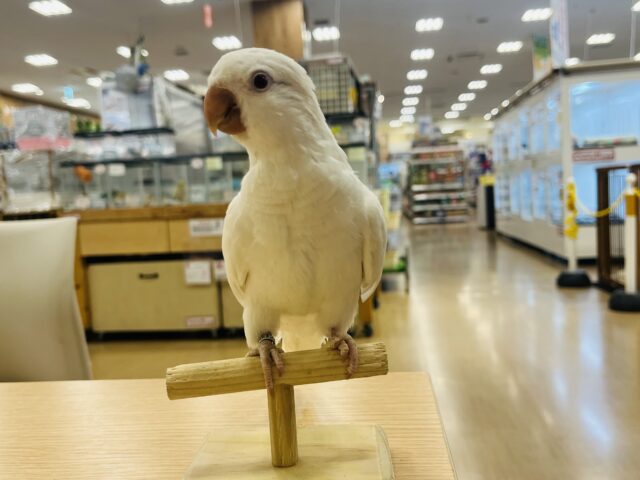 オキナインコ