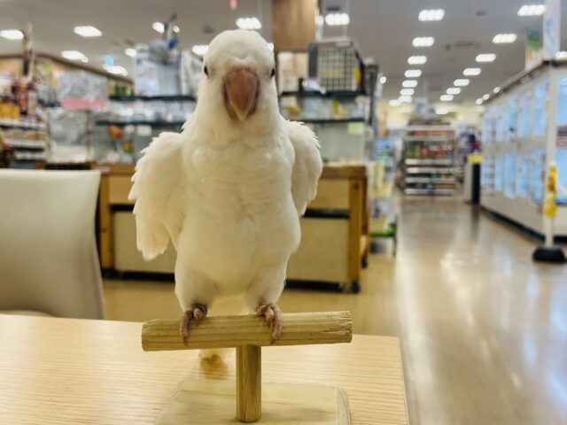 オキナインコ