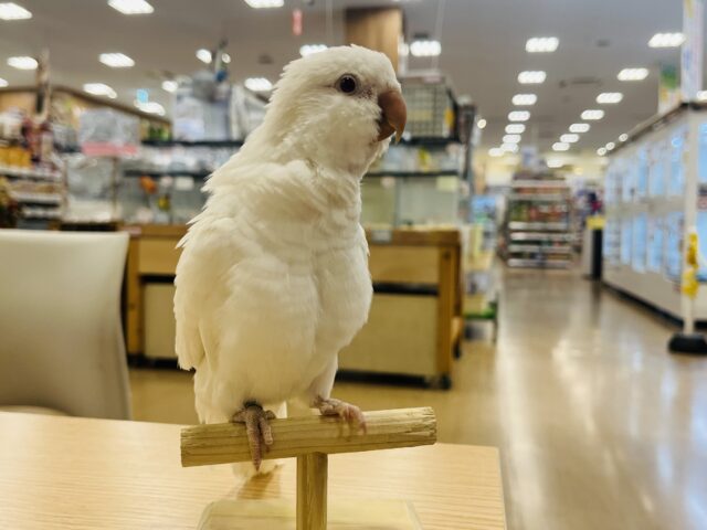 オキナインコ