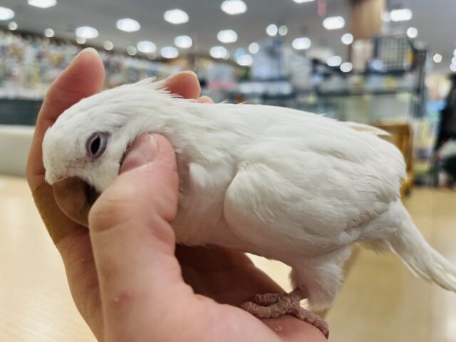 オキナインコ
