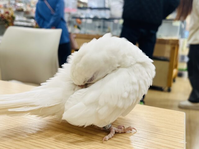 オキナインコ