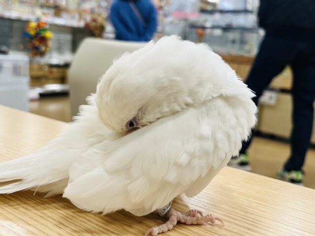 オキナインコ