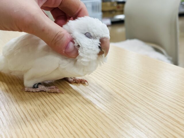 オキナインコ