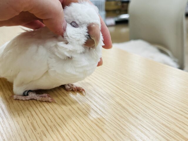 オキナインコ